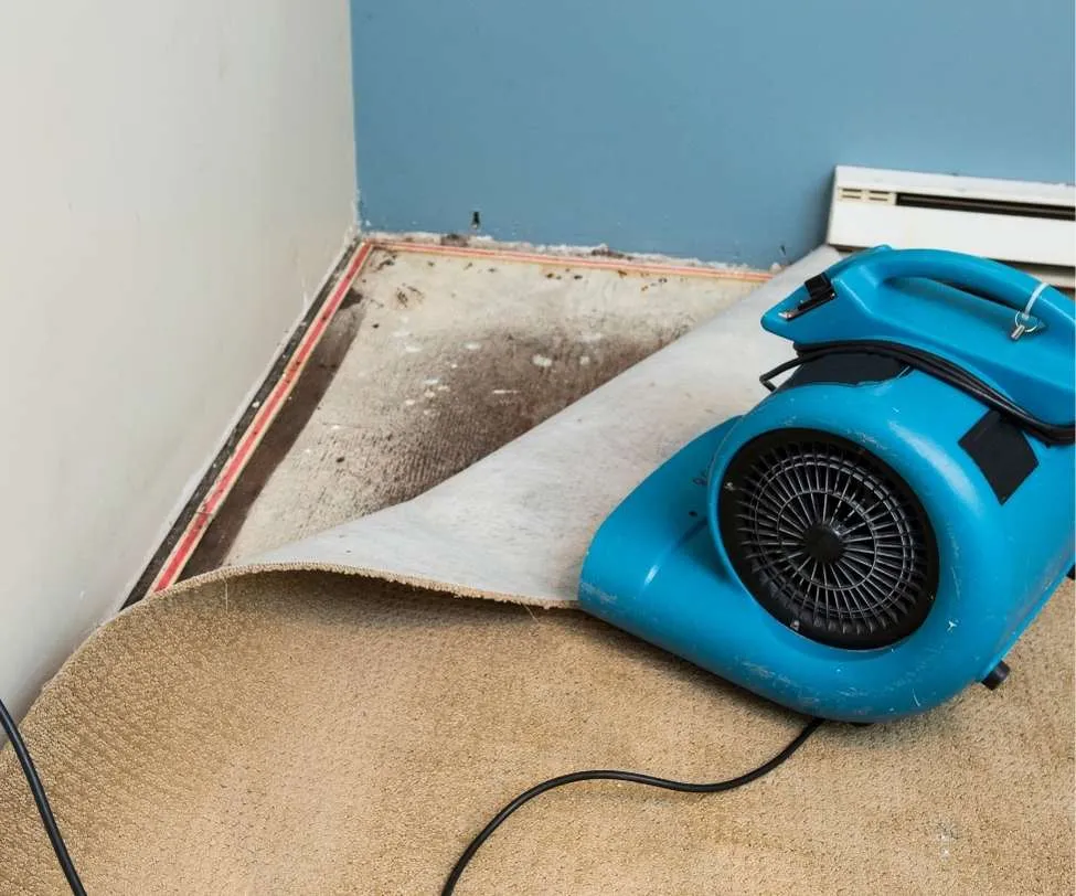 peeled-back carpet section during a structural drying process, referencing water damage