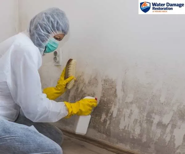 mold remediation in Round Rock TX
