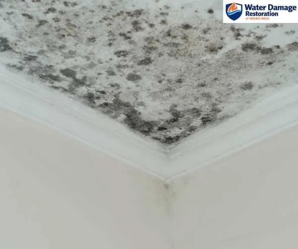 mold remediation in Round Rock