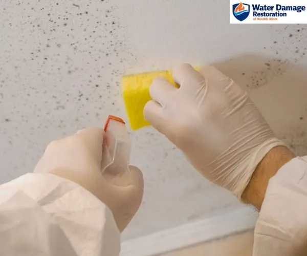 highlighting mold remediation services in Round Rock
